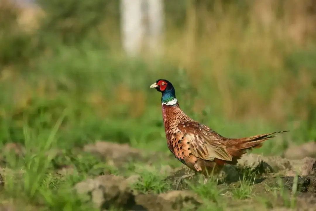 Na jakie zwierzęta można polować w Polsce? Lista gatunków