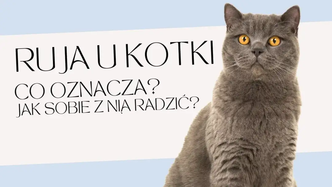 Kiedy kotka ma ruję? Poznaj objawy i cykle rui u kotek