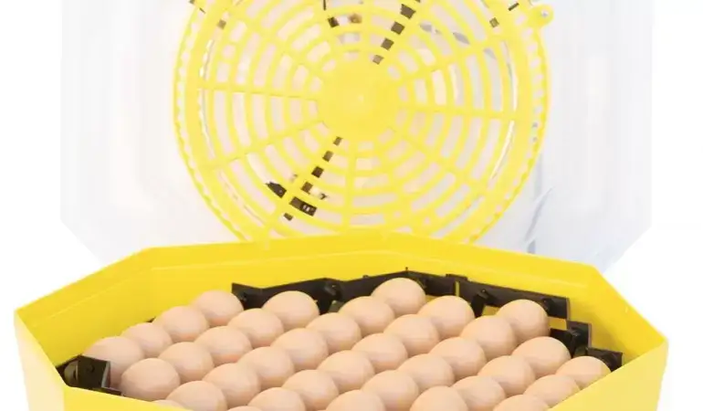 Inkubator do jaj: Jak wybrać najlepszy model? Uniknij błędów!