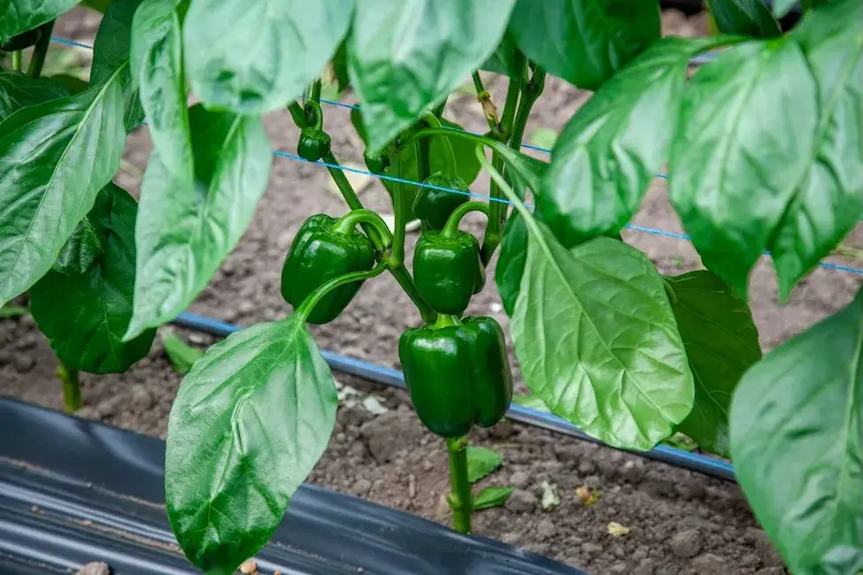 Kwitnienie papryki: warunki, problemy i triki na obfite plony