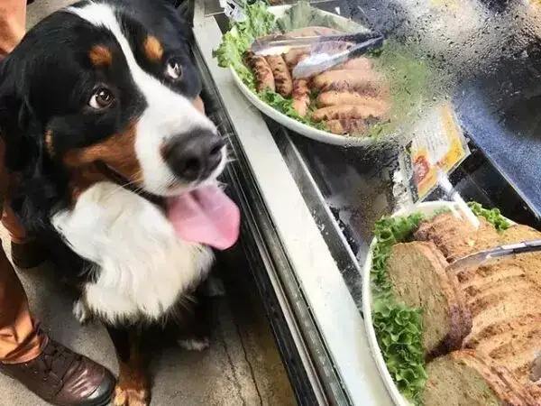 Czy pies może jeść smażone mięso? Dowiedz się, jakie są zagrożenia