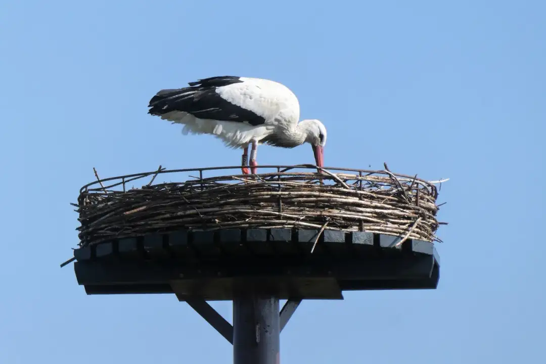 Jak zrobić bociana do ogrodu: krok po kroku do własnego gniazda bociana