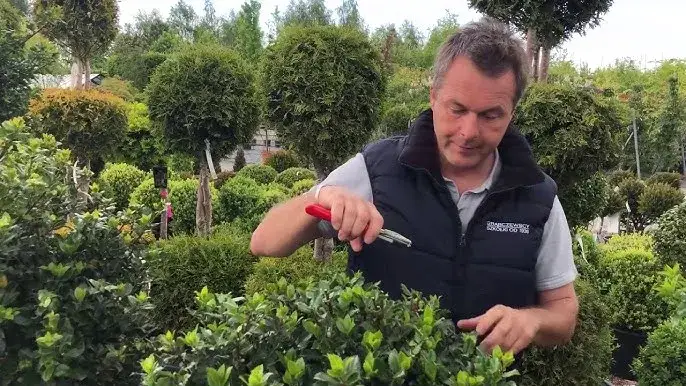 Jak i kiedy przycinać ostrokrzew, aby uniknąć błędów i cieszyć się zdrowiem rośliny