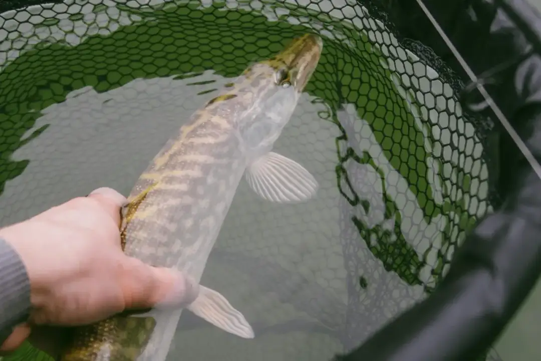 Plecionka na szczupaka: Jaka grubość? Nie trać ryby życia!