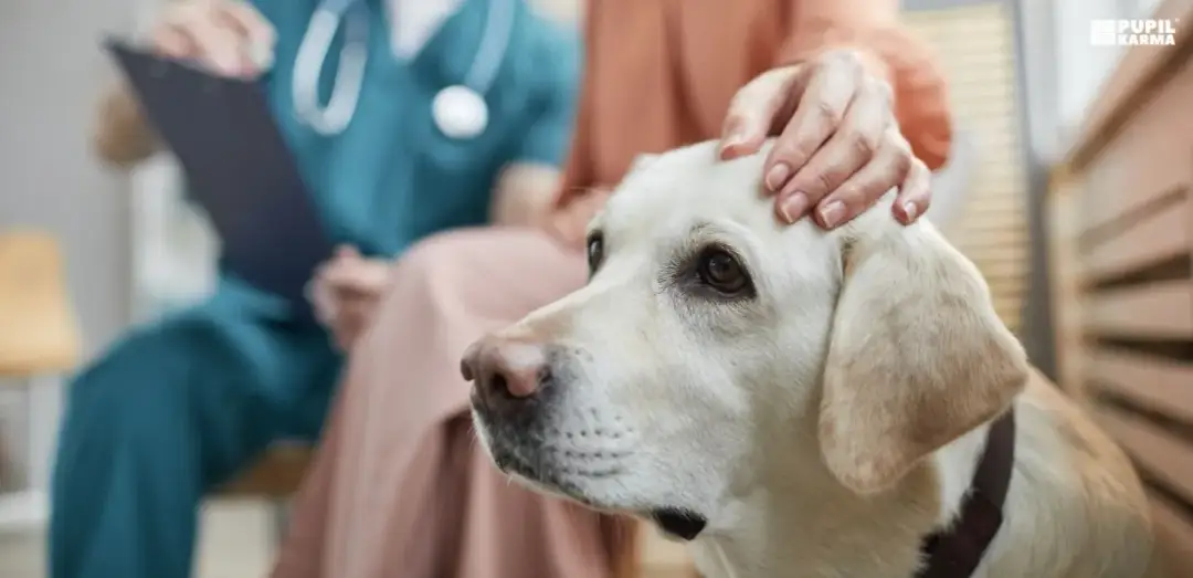 Twój pies zjadł mak? Natychmiastowa pomoc i objawy zatrucia.