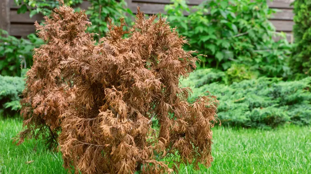 Prosty przewodnik po pielęgnacji ogrodu: unikaj najczęstszych błędów