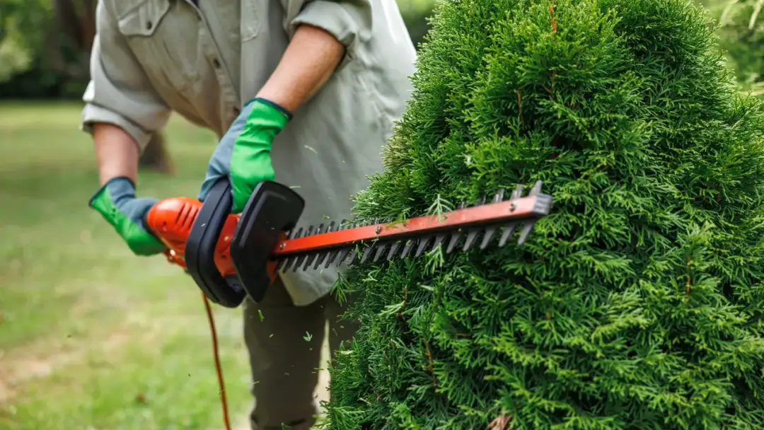 Kiedy najlepiej przyciąć tuje, aby uniknąć błędów w pielęgnacji
