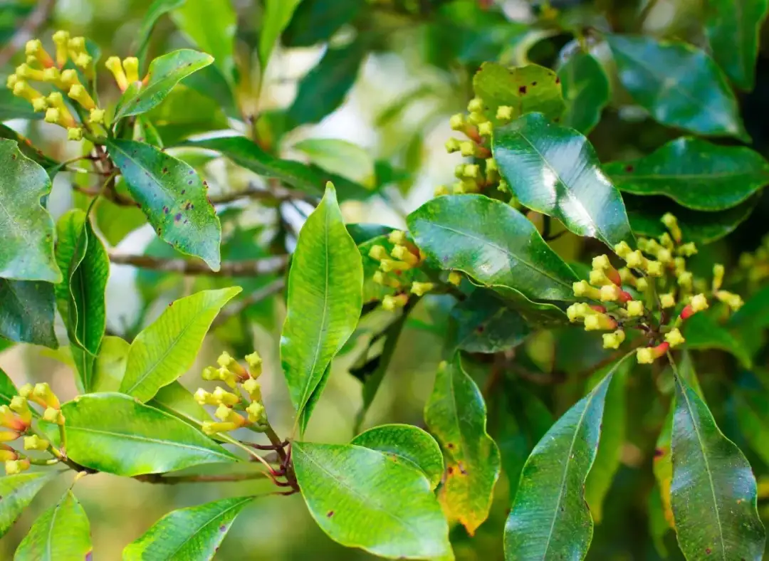 Jak rośnie goździki przyprawa - kluczowe informacje o uprawie