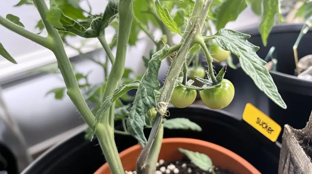 Jak przycinać pomidory w doniczce? Krok po kroku do obfitych plonów