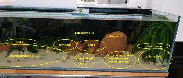 Jak zrobić jaskinie do akwarium - bezpieczne materiały i porady