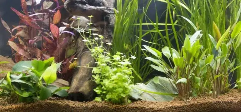 Jaka ziemia do akwarium najlepiej sprawdzi się dla Twoich roślin - Poradnik