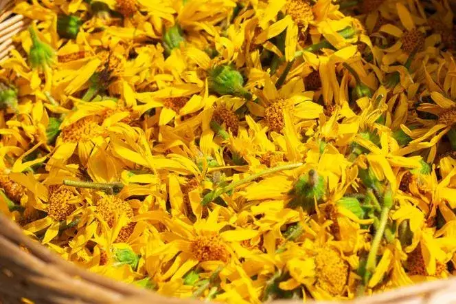  Arnika - jakie ma właściwości lecznicze i zastosowanie to cenne ziele?