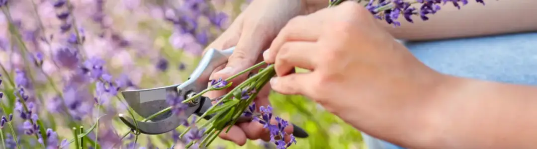 Jak przycinać lawendę, by uniknąć błędów i cieszyć się pięknem kwiatów