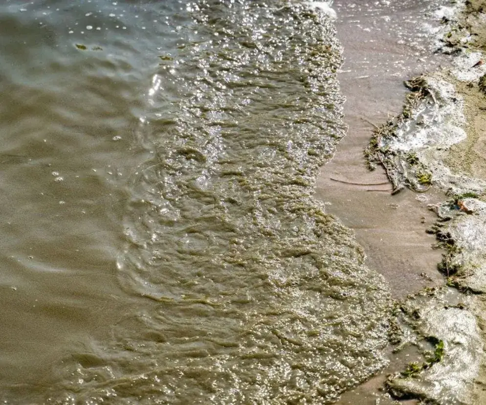 Jakie kąpieliska zamknięte nad Bałtykiem z powodu sinic? Sprawdź teraz