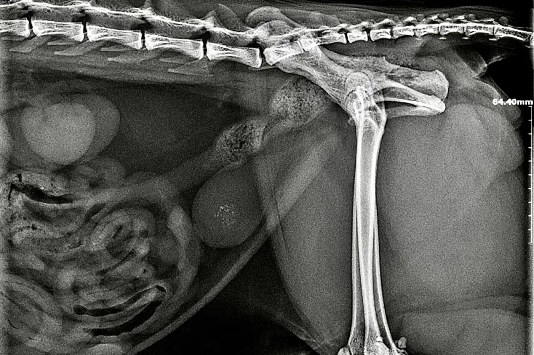 RTG kota z widocznymi kamieniami w pęcherzu moczowym.