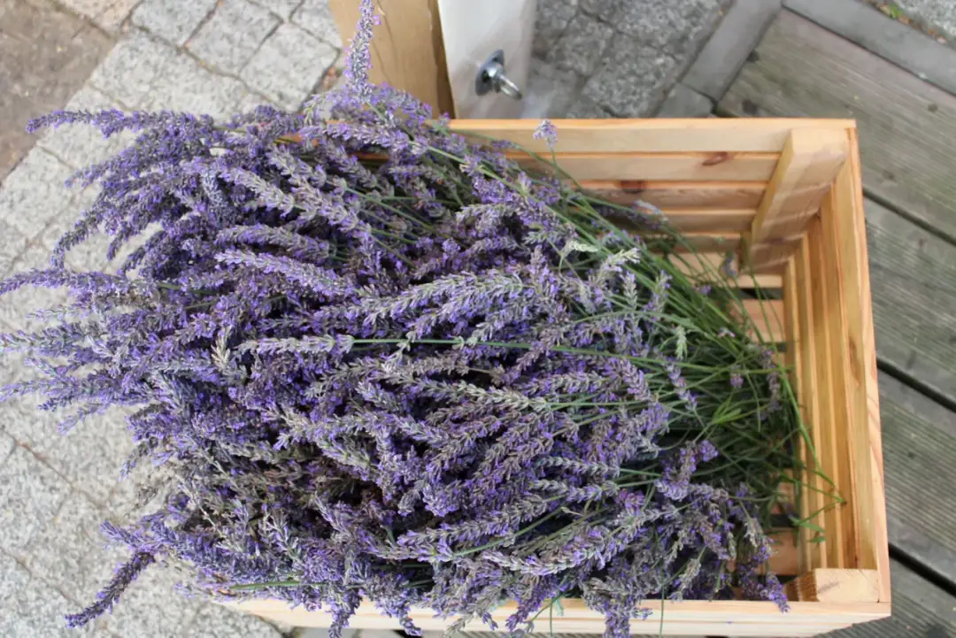 Kiedy kwitnie lawenda w Polsce? Kalendarz i sekrety obfitości!