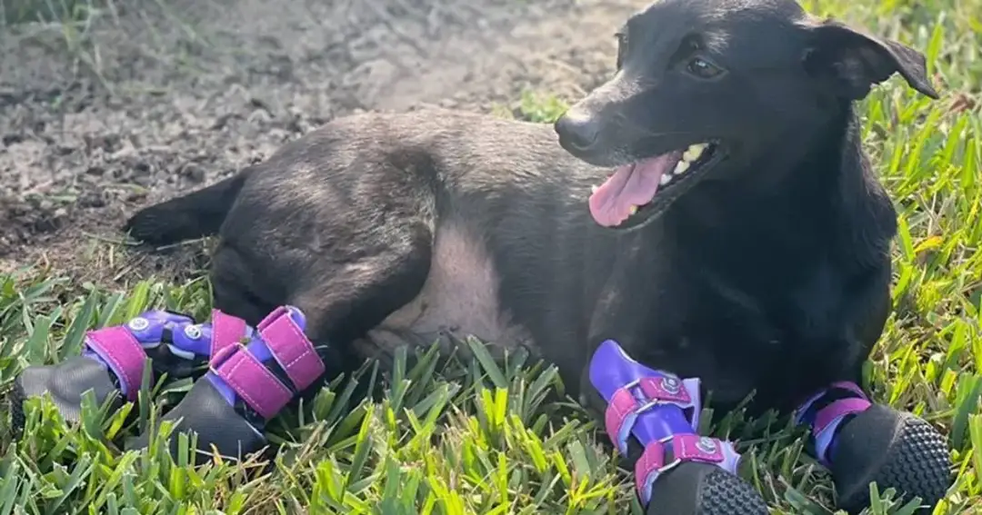 Ile kosztuje proteza dla psa i co wpływa na jej cenę?