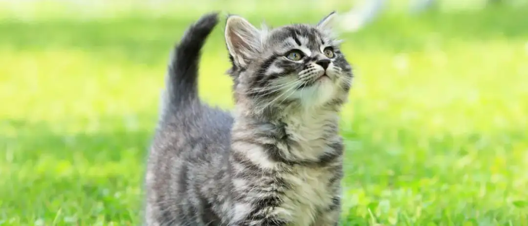 Co je mały kotek? Kluczowe potrzeby żywieniowe i opieka