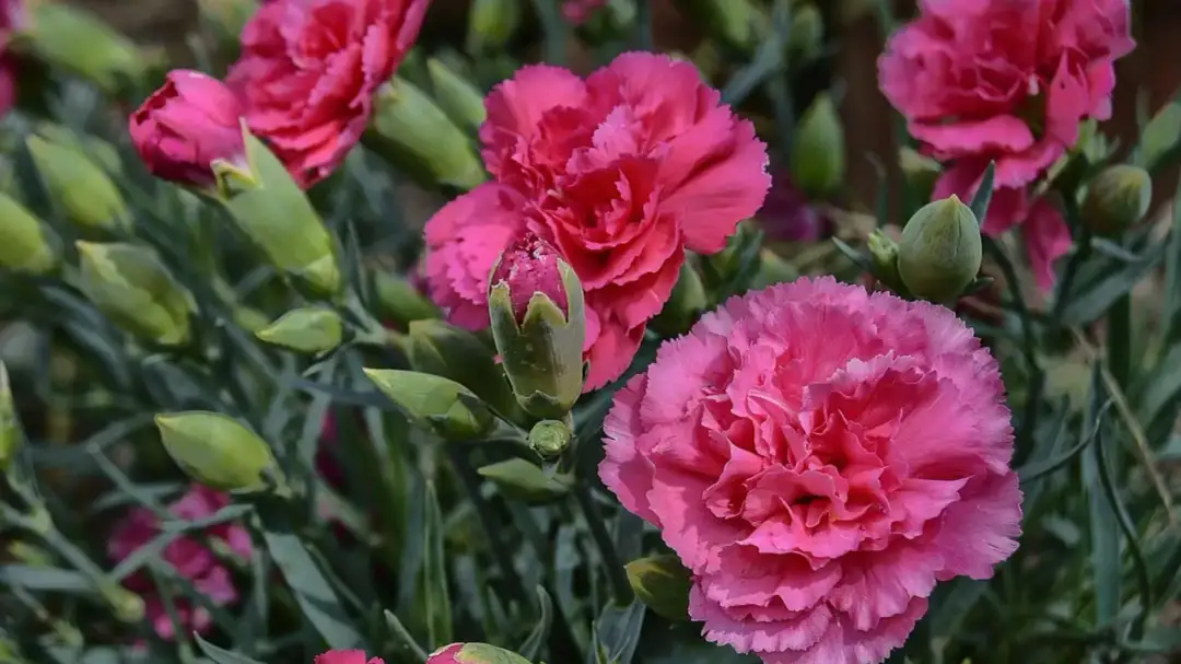 Jak rośnie goździk przyprawa? Odkryj tajemnice udanej uprawy