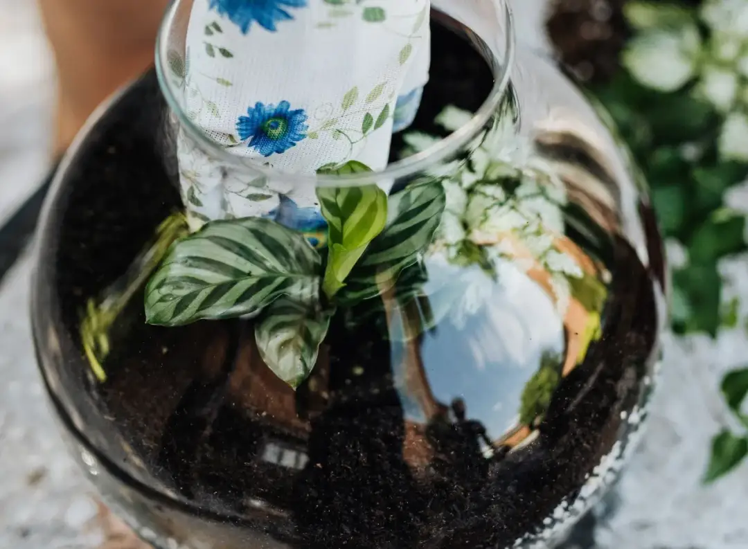 Jak sadzić kwiaty w doniczce z wkładem - uniknij najczęstszych błędów