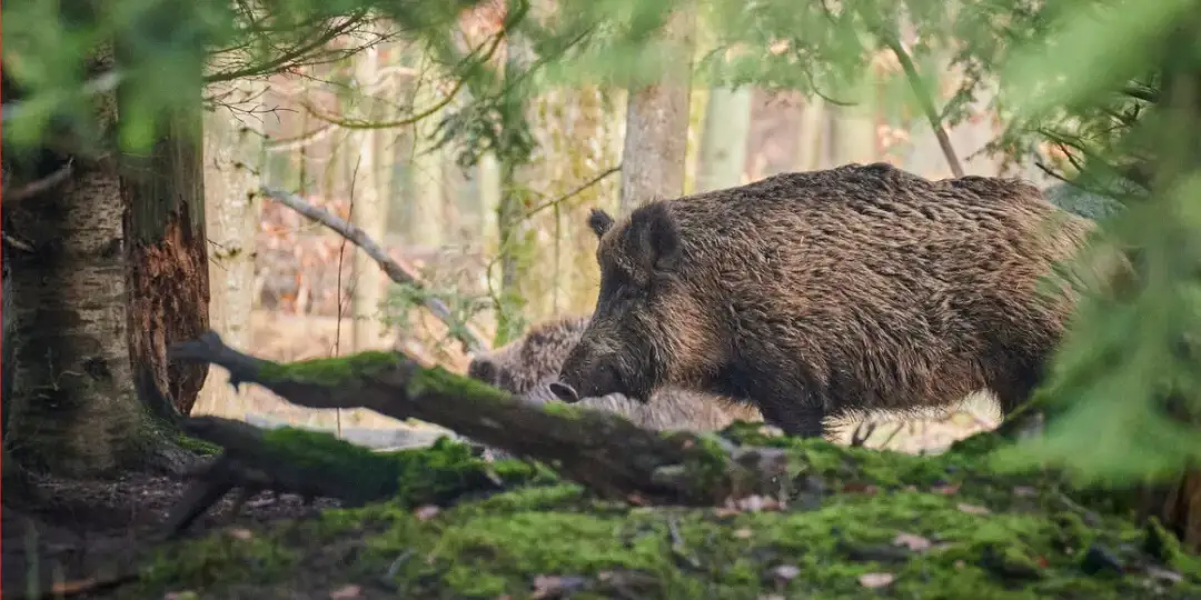 Co symbolizuje dzik we śnie? Poznaj duchowe znaczenie i interpretację snu