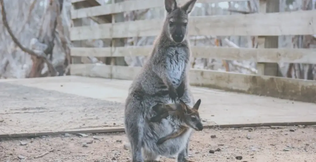 Jak rozmnażają się kangury? Poznaj zaskakujące fakty o ich życiu