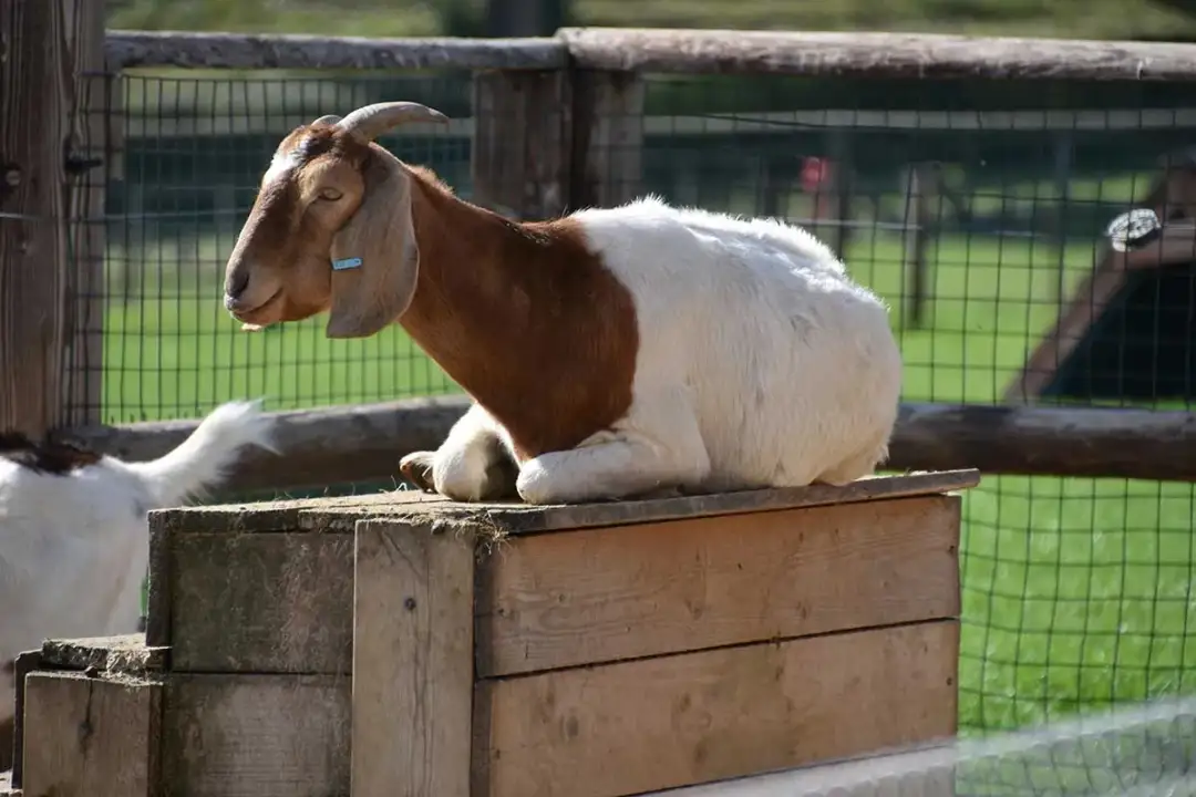 Hodowla kóz jak zacząć - kluczowe kroki, które musisz znać