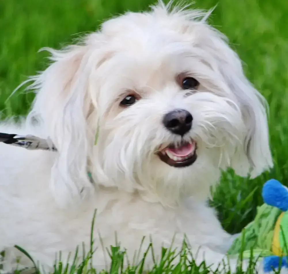 Maltańczyk sierść czy włosy - kluczowe różnice i pielęgnacja