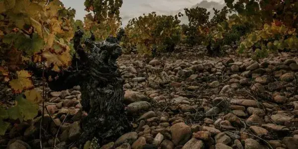 Co to jest wino? Poznaj tajemnice i skład tego trunku