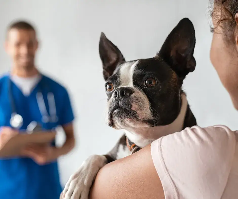 Jak zwracać się do weterynarza? Zasady grzecznościowe i wskazówki na każdą sytuację