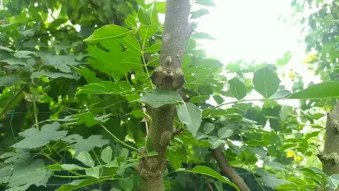 Od drzewa pieprz trafia na Twój stół. Poznajemy fascynującą historię