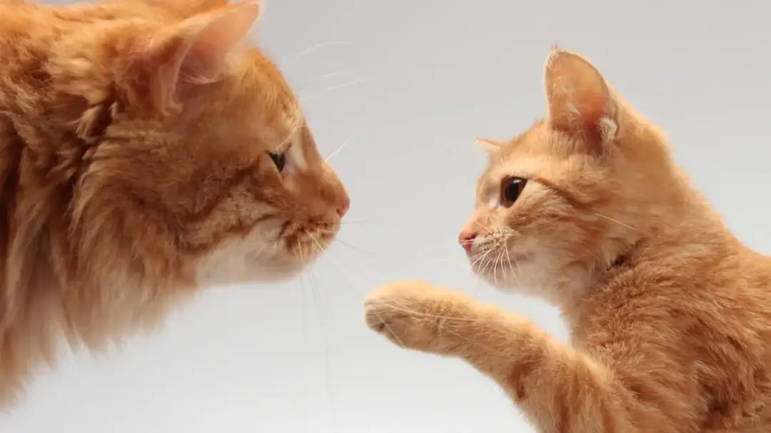 Poznaj dokładny przelicznik wieku kota na ludzkie lata - wszystko o 8 latku