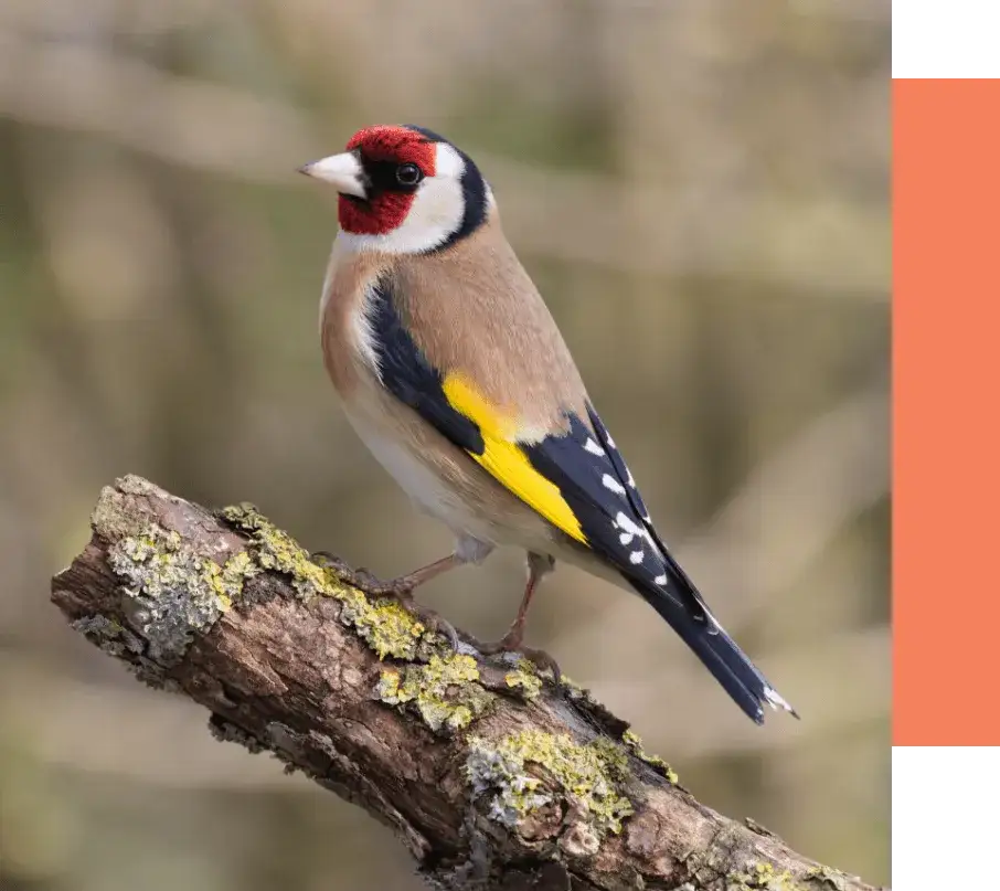 Gdzie zimują szczygły w Polsce: poznaj ulubione miejsca tych kolorowych ptaków