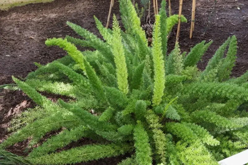 Asparagus ogrodowy: jadalny i zdrowy przysmak - co warto wiedzieć