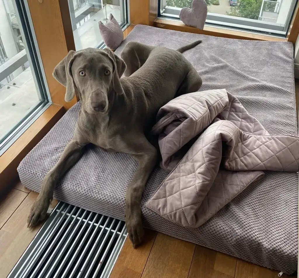 Jak nauczyć szczeniaka spać samemu bez stresu i zmartwień