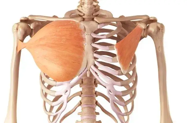 Mięsień piersiowy mniejszy to ukryty klucz do idealnej postawy?