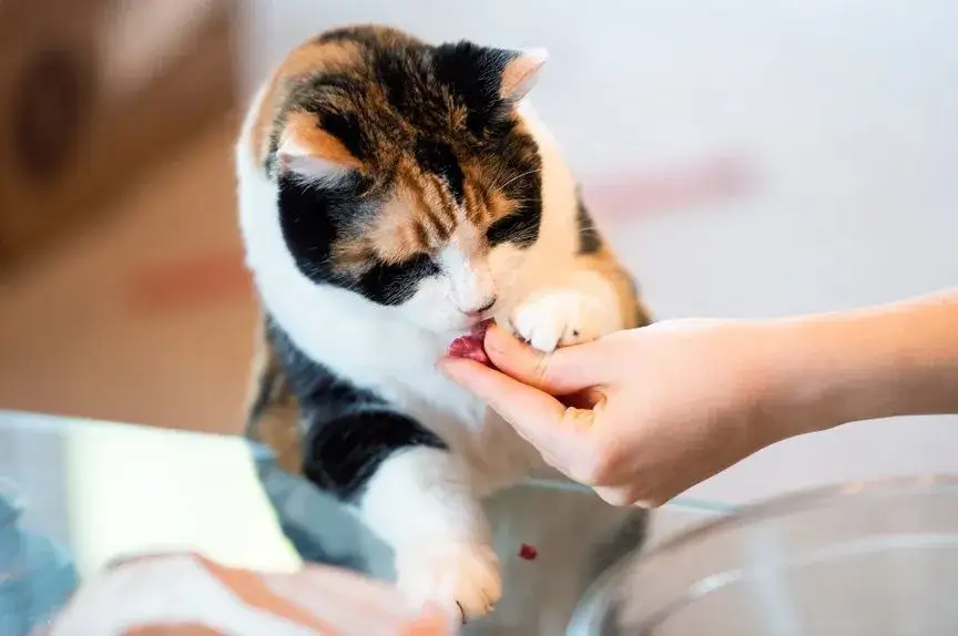 Czy koty mogą jeść buraki? Odkryj, co musisz wiedzieć o ich diecie