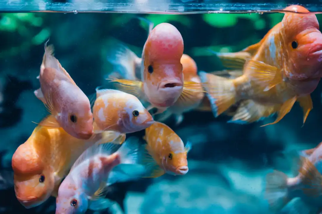 Oceanarium Gdynia - Fascynujący świat podwodnych stworzeń i atrakcji