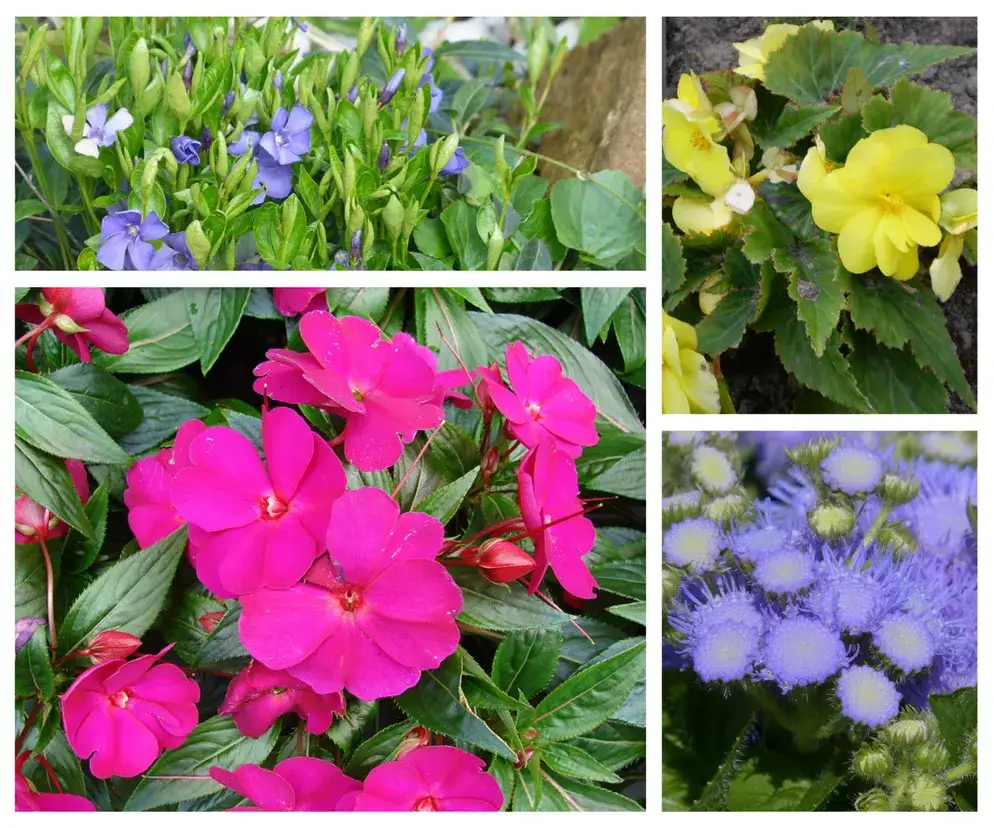 Cieniolubne kwiaty ogrodowe które nie potrzebują słońca – piękne i łatwe w uprawie