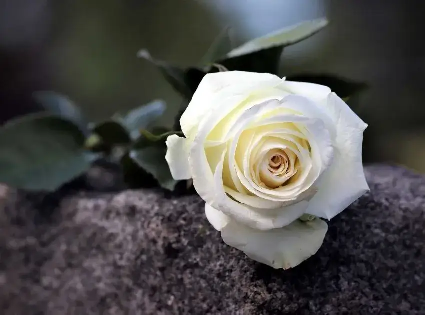 Co powiedzieć na pogrzebie, aby wyrazić szczere współczucie i wsparcie