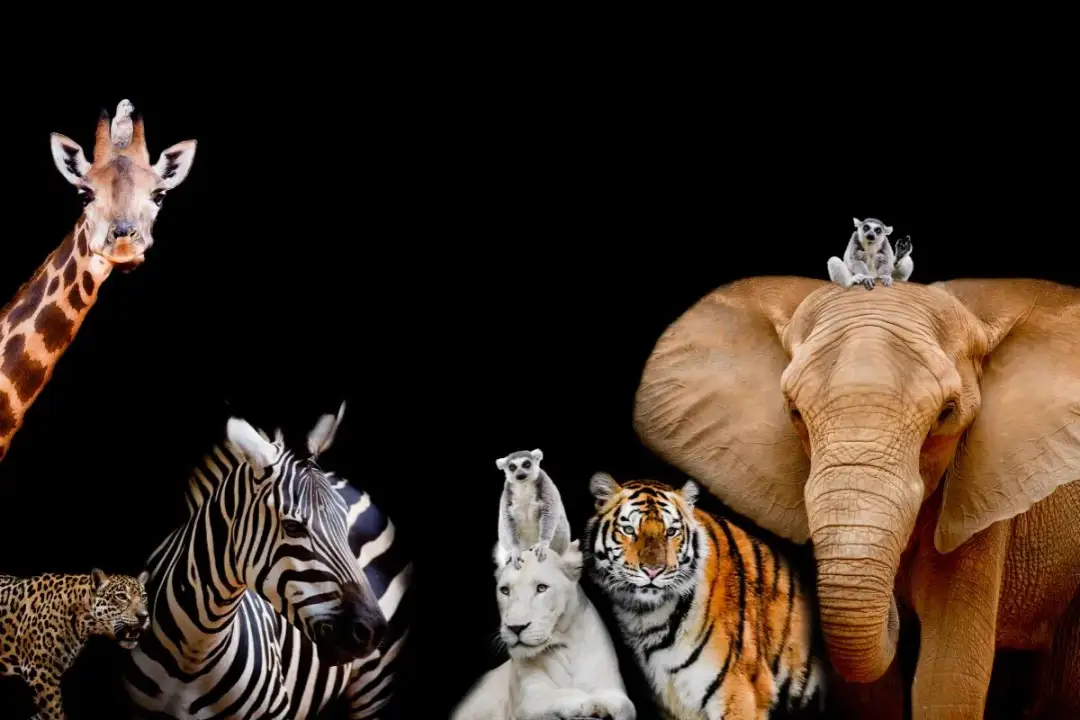 Dlaczego zwierzęta są zagrożone wyginięciem? Główne przyczyny i jak je powstrzymać