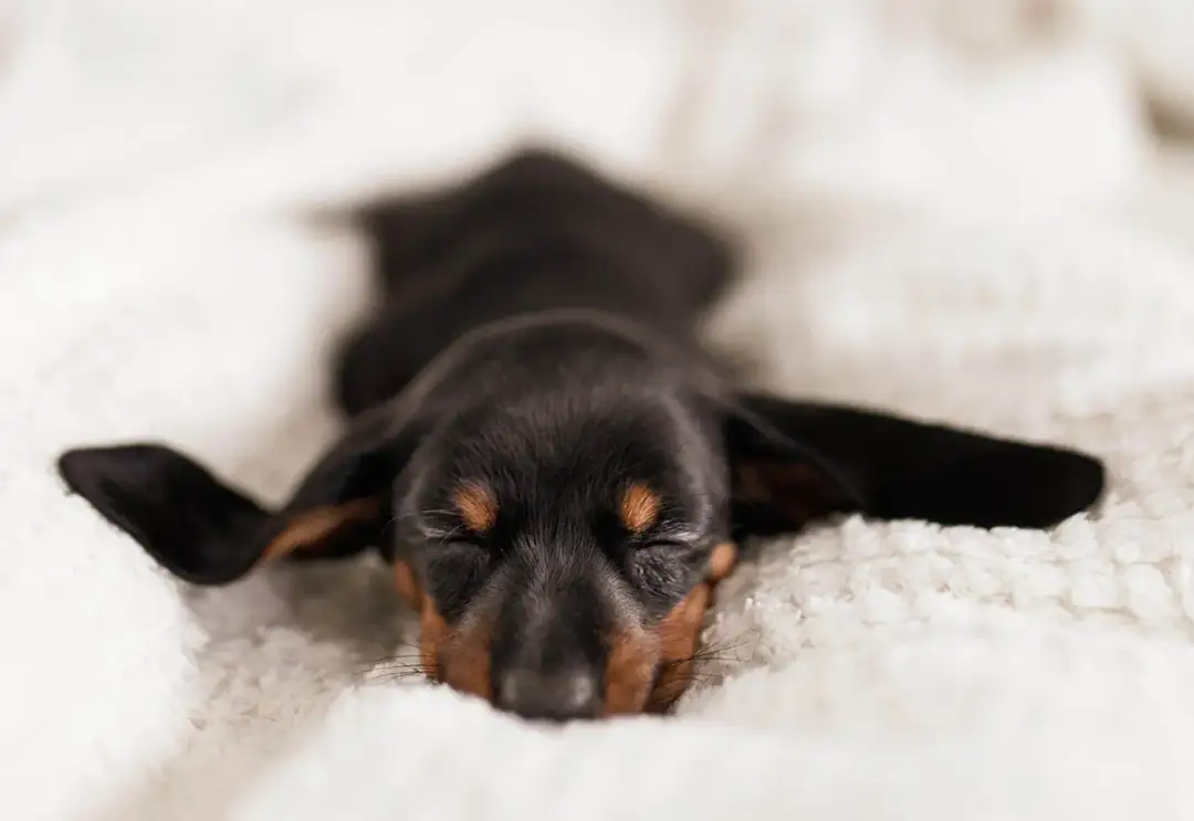 Jak nauczyć szczeniaka spać w nocy? Praktyczny przewodnik