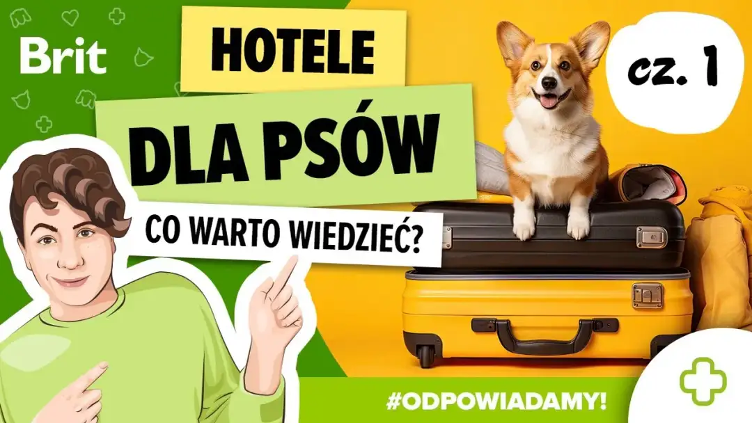 Jak wygląda hotel dla psów? Odkryj komfort i bezpieczeństwo dla pupila