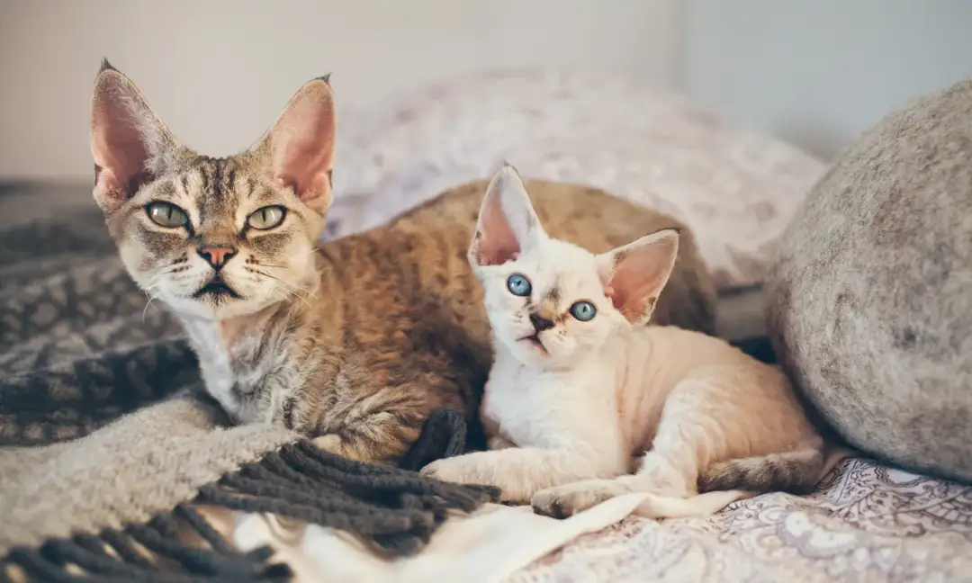 Dwa koty rasy Devon Rex leżące na kocu. Jeden rudy pręgowany, drugi biały z niebieskimi oczami.