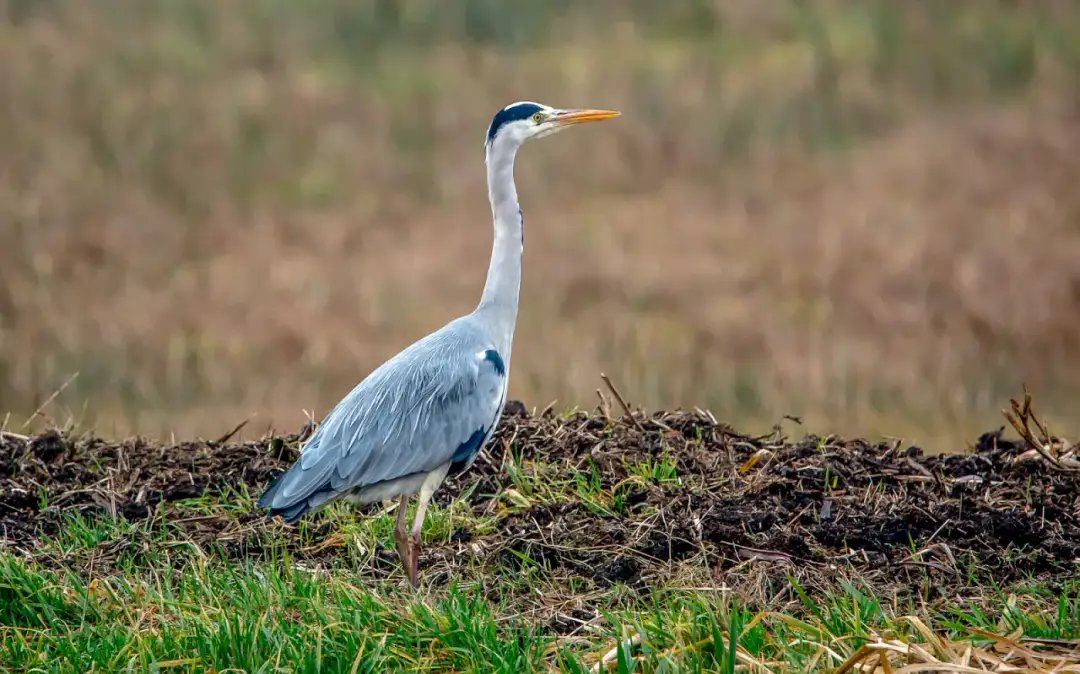 Szara czapla na tle zaoranego pola. To dowód, że czaple zimują w Polsce, szukając pożywienia.