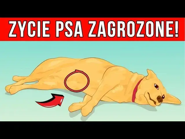 Jak rozpoznać ból u psa i bezpiecznie mu ulżyć? Poradnik