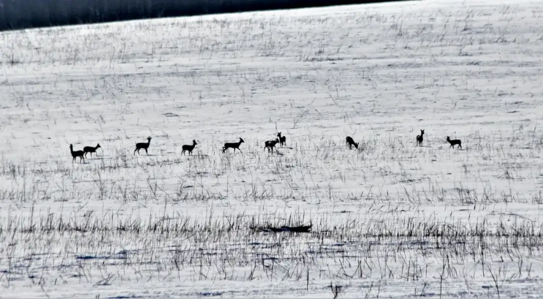 Czy myśliwy dokarmia zwierzęta zimą? Prawda i mity