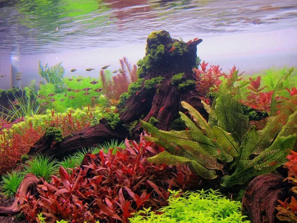 Jak bezpiecznie podnieść pH wody w akwarium i uniknąć błędów, które szkodzą rybom