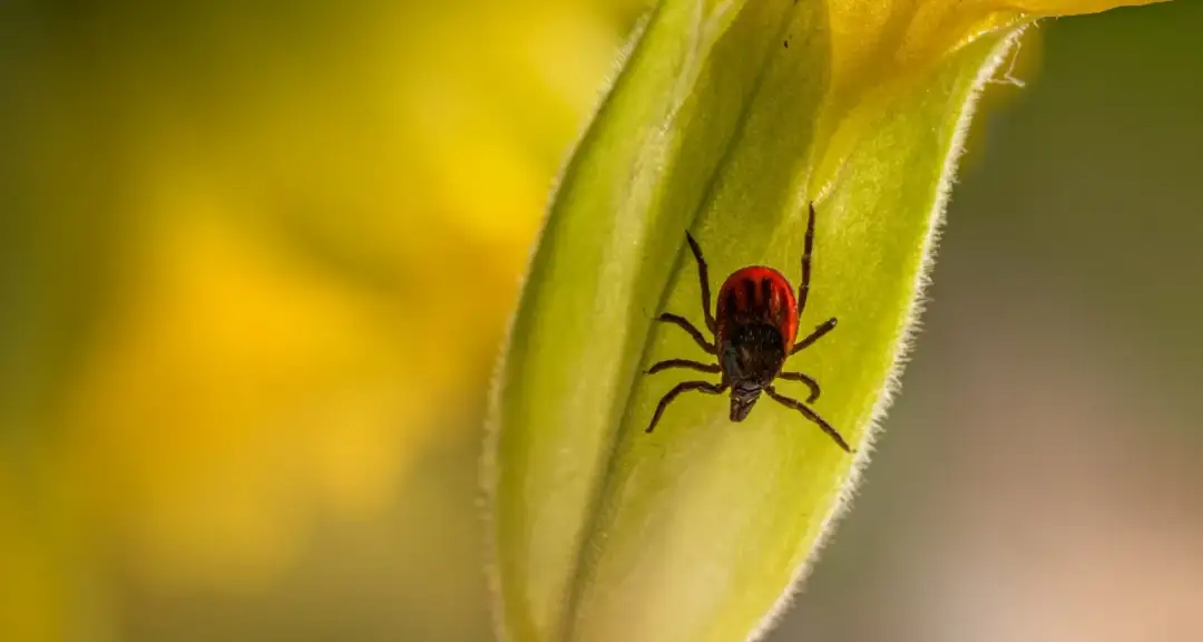 Kleszcz na zielonym liściu. Zastanawiasz się, ile kosztuje leczenie psa po kleszczu?