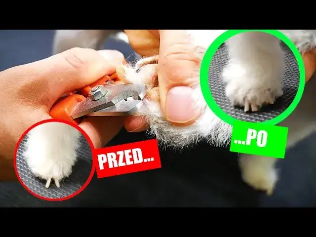 Jak obciąć paznokcie śwince morskiej bez stresu i bólu